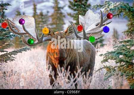 Vista di un adulto bull moose con ornamenti Natale appeso alla sua palchi, Parco Nazionale di Denali, Alaska, composito Foto Stock