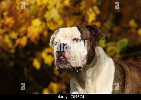 American Bulldog ritratto Foto Stock