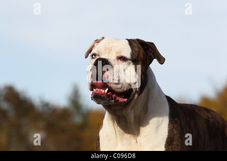 American Bulldog ritratto Foto Stock