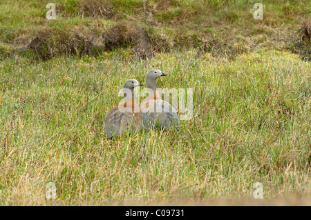 Ashy-headed Goose (Chloephaga poliocephala) Coppia adulta in habitat zone umide del Parco Nazionale Torres del Paine cile america del sud Foto Stock