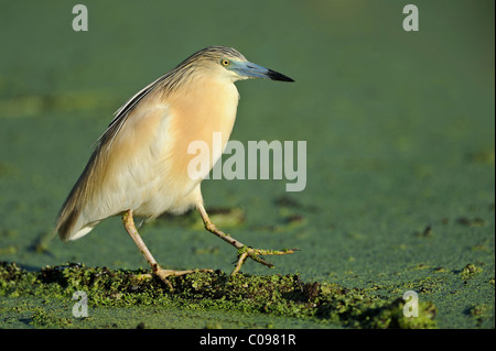 Sgarza ciuffetto (Ardeola ralloides) Foto Stock