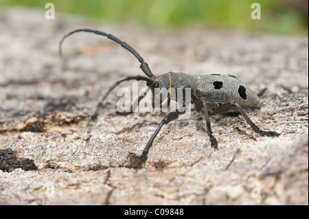 Morimus funereus beetle Foto Stock