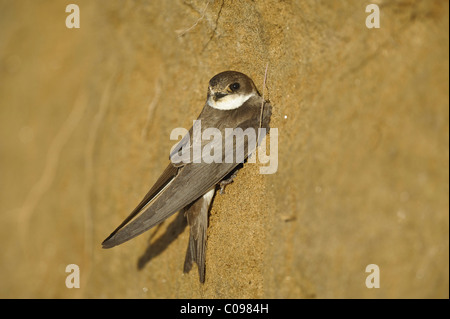 Sabbia Martin (Riparia Riparia) Foto Stock