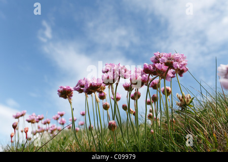 La parsimonia, mare-rosa (Armeria maritima), Repubblica di Irlanda, Isole britanniche, Europa Foto Stock