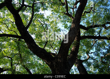 Gulmohar tree visto dal soffietto in Rajasthan , India . Asia . Foto Stock