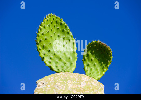 Giovani in erba, cactus di fico d'India (Opuntia ficus-indica), isola di Lipari, Sicilia, Italia, Europa Foto Stock