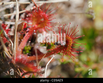 Round-lasciava Sundew (drosera rotundifolia) con una mosca intrappolata, carne-eating plant, Irlanda, Isole britanniche, Europa Foto Stock