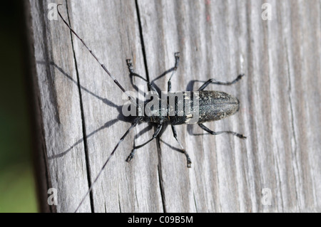 Piccolo scarabeo di longhorn marmorato bianco (Monochamus sutor), Rax, bassa Austria, Europa Foto Stock