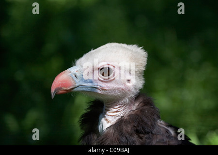 White-headed Vulture (Trigonoceps occipitalis) Foto Stock