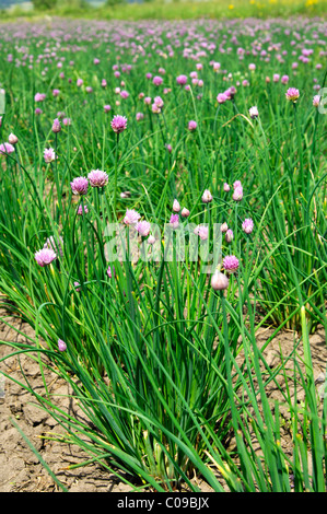 Fioritura di erba cipollina (Allium schoenoprasum) in un campo aperto Foto Stock