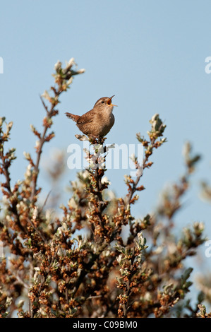 Wren (Troglodytes troglodytes), Texel, Paesi Bassi, Europa Foto Stock