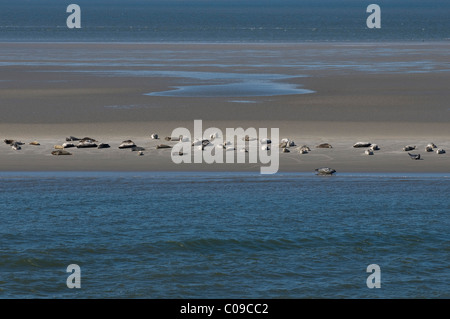 Le guarnizioni di tenuta (Phoca vitulina riposo) sul banco di sabbia nel mare di Wadden, Mare del Nord, Sito Patrimonio Mondiale dell'UNESCO, il Parco Nazionale del Mare di Wadden Foto Stock