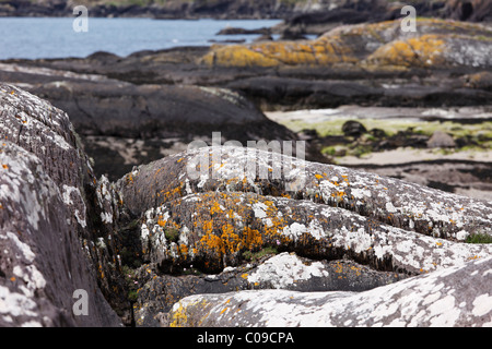 Rocce con i licheni, Il Derrynane Bay, Il Derrynane National Park, Ring of Kerry County Kerry, Irlanda Isole britanniche, Europa Foto Stock