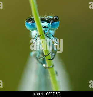 Azure damselfly (Coenagrion puella) Foto Stock