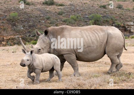 White Rhino con vitello, Kwandwe Game Reserve, Capo orientale, Sud Africa Foto Stock