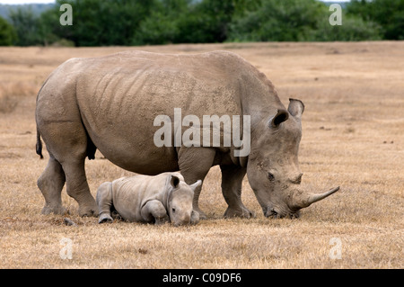 Femmina bianca Rhino con vitello, Kwandwe Game Reserve, Capo orientale, Sud Africa Foto Stock