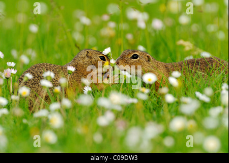 Due terreno europeo scoiattoli (Spermophilus citellus), la lotta per il cibo Foto Stock