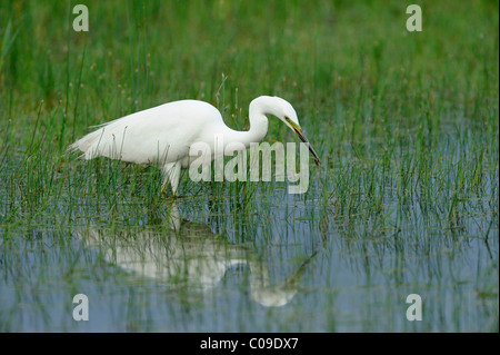 Garzetta (Egretta garzetta), alla ricerca di cibo Foto Stock