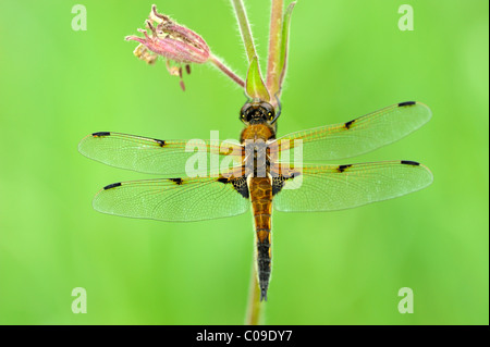 Quattro-spotted chaser (Libellula quadrimaculata), arroccato su di un fiore Foto Stock