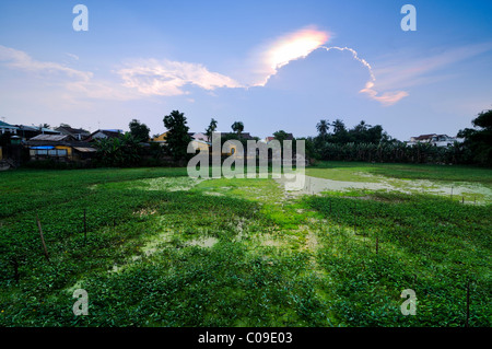 Superficie coltivabile in Hoi An, Vietnam, sud-est asiatico Foto Stock