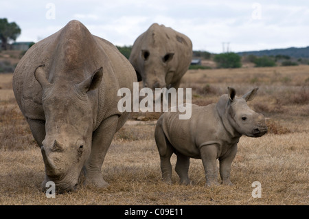 Il rinoceronte bianco e del polpaccio, Kwandwe Game Reserve, Capo orientale, Sud Africa Foto Stock