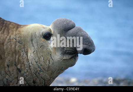 Testa di un elefante marino del sud (Mirounga leonina), penisola Valdez, Patagonia, Argentina, Sud America Foto Stock