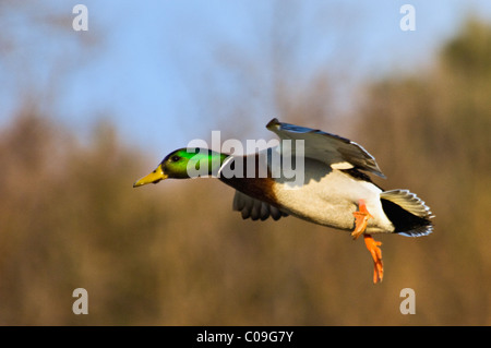 Germano reale in volo nel sud indiana Foto Stock