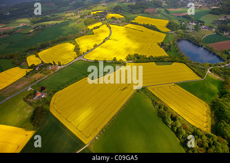 Vista aerea, campi di canola, Heiligenhaus, Ruhrgebiet regione Renania settentrionale-Vestfalia, Germania, Europa Foto Stock