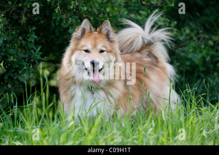 Mix Elo-Husky razza Foto Stock