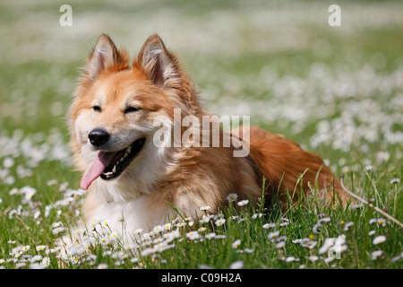 Mix Elo-Husky razza Foto Stock