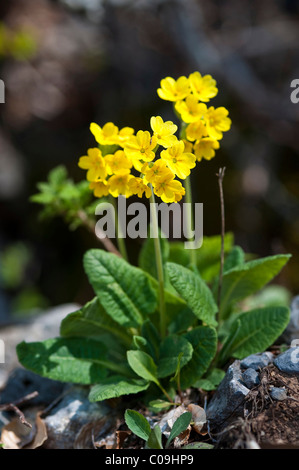 Primule (Primula officinalis), il Parco Nazionale Velebit, Lika-Senj Affitto County, Croazia, Europa Foto Stock