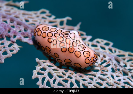 Flamingo tongue lumaca (Cyphoma gibbosum) alimentazione sul mare fan, Little Tobago, Speyside, Trinidad e Tobago, Piccole Antille Foto Stock