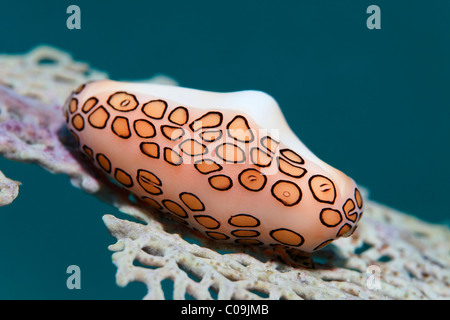 Flamingo tongue lumaca (Cyphoma gibbosum) feed sul mare fan, Little Tobago, Speyside, Trinidad e Tobago, Piccole Antille Foto Stock