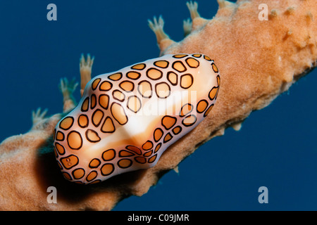 Flamingo tongue lumaca (Cyphoma gibbosum) alimenta il corallo, Little Tobago, Speyside, Trinidad e Tobago, Piccole Antille Foto Stock