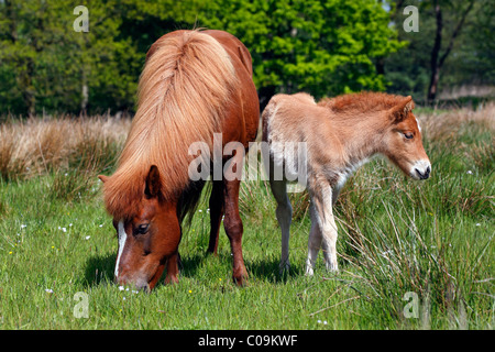 Puledro e mare, islandese cavalli o pony (Equus przewalskii f. caballus) Foto Stock