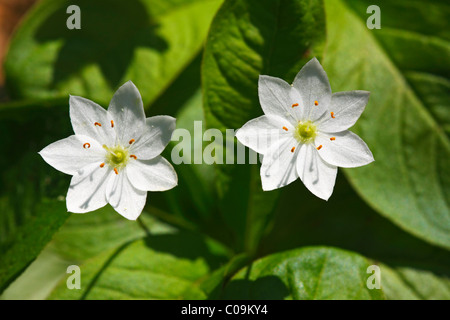 Fioritura chickweed wintergreen, arctic starflower (Trientalis europaea), impianto di foresta Foto Stock