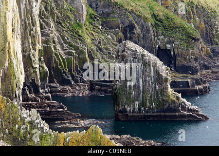 Scogliere ripide coste sul vecchio capo di Kinsale, County Cork, Repubblica di Irlanda, Isole britanniche, Europa Foto Stock