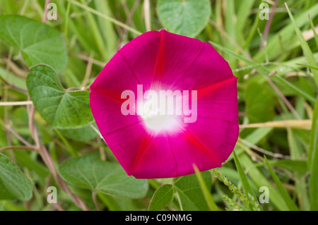 Foto di una gloria di mattina fiore (Ipomoea violacea) in Messico Foto Stock