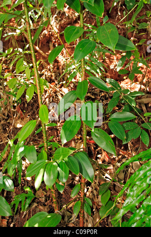 La cannella Ceylon cannella (Cinnamomum verum), foglie, Nosy Be, Madagascar, Africa Foto Stock