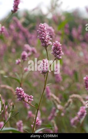 Wild knotweed acqua (Polygonum amphibium) cresce in un stagno primaverile in Messico Foto Stock