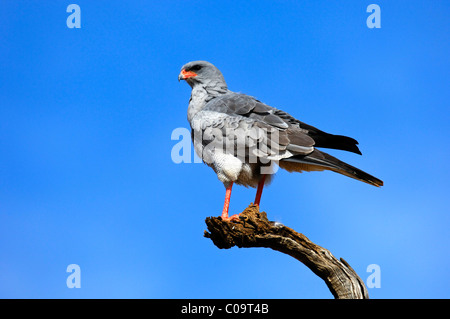 Il salmodiare pallido astore (Melierax canorus) arroccato, Madikwe Game Reserve, Sud Africa e Africa Foto Stock