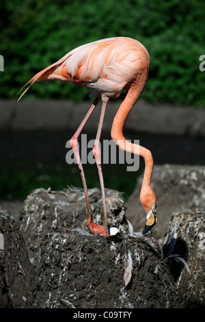 Flamingo cileni (Phoenicopterus chilensis), con uova nel nido, Sud America Foto Stock