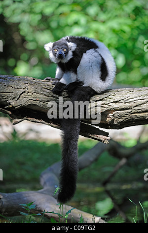 In bianco e nero lemure Ruffed (Varecia variegata), lemuri, Madagascar, Africa Foto Stock