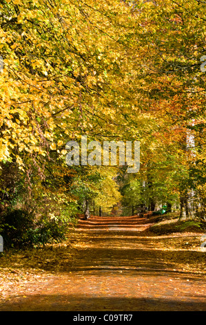 Faggi spettacolari strada alberata in autunno, Whitegate, Cheshire, Inghilterra, Regno Unito Foto Stock