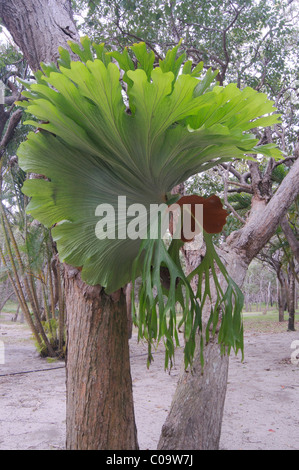 La staghorn comune felce, Elkhorn fern (Platycerium bifurcate), Australia Foto Stock