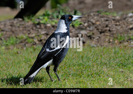 Australian gazza (Gymnorhina tibicen), Australia Foto Stock