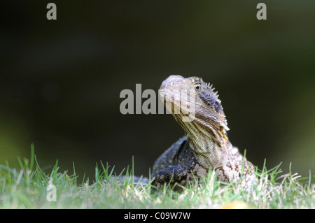 Acqua australiano dragon (Physignathus lesueurii), Australia Foto Stock