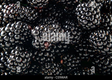 More (Rubus sezione Rubus) Foto Stock