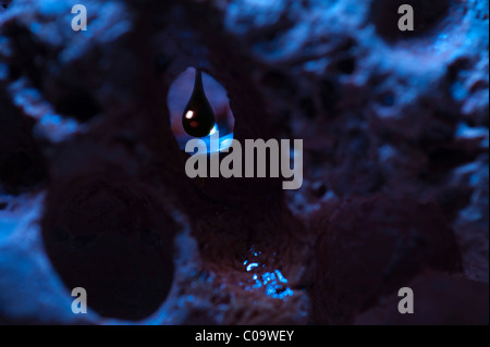 Una goccia di olio appesi in un poro in uno strato di roccia Foto Stock