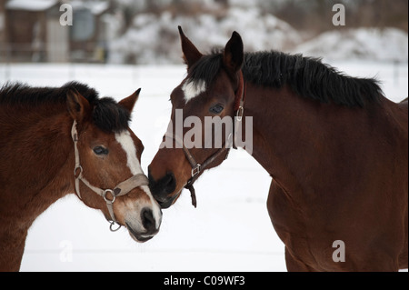 Comportamento sociale delle due mares, i cavalli in un paddock, Blankenfelde nei pressi di Berlino, Germania, Europa Foto Stock